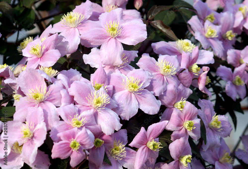 Big pink flowers in garden (Clematis montana)