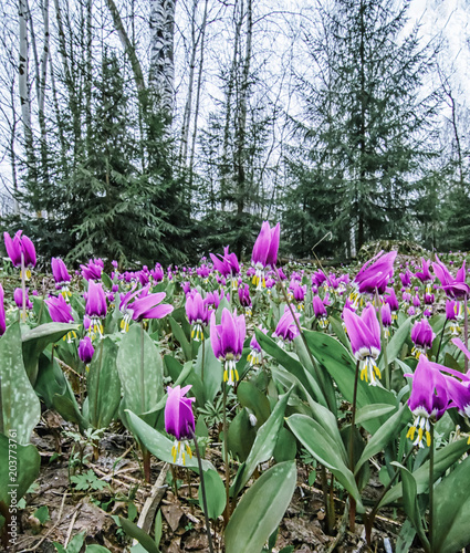 Obraz na płótnie Spring forest landscape with first flowers, vertical background w salonie