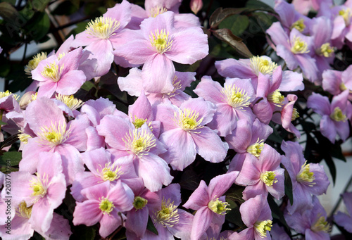 Obraz na płótnie Big pink flowers in garden (Clematis montana) w salonie