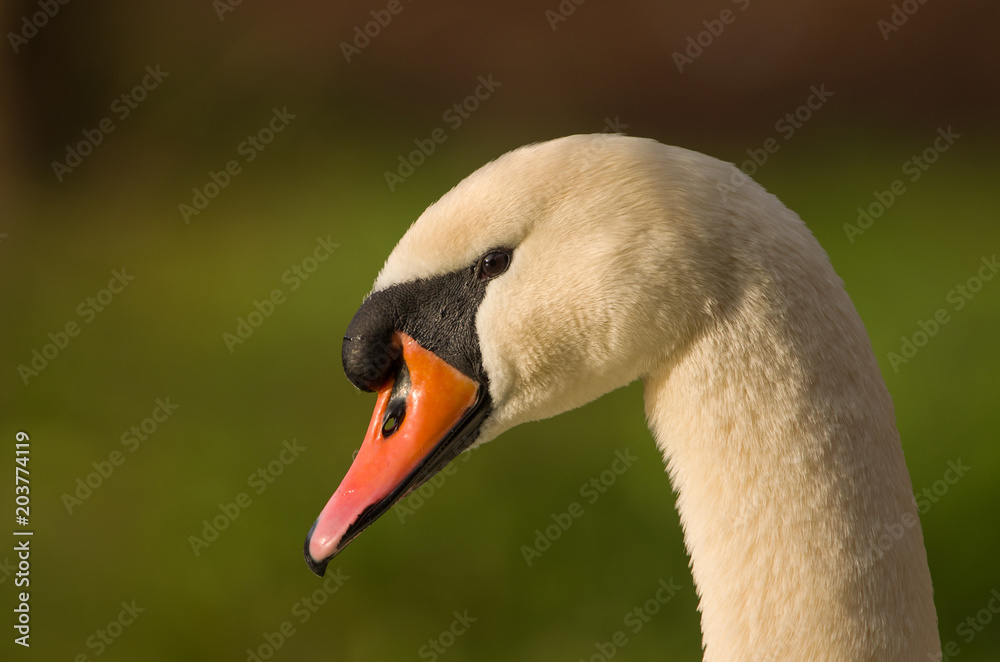 Fototapeta premium Schwan