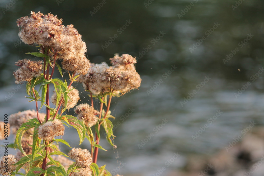 Fototapeta premium Spätsommer