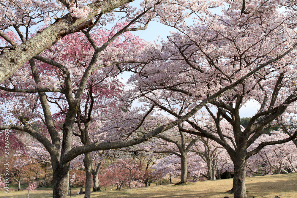 さくらの里の桜