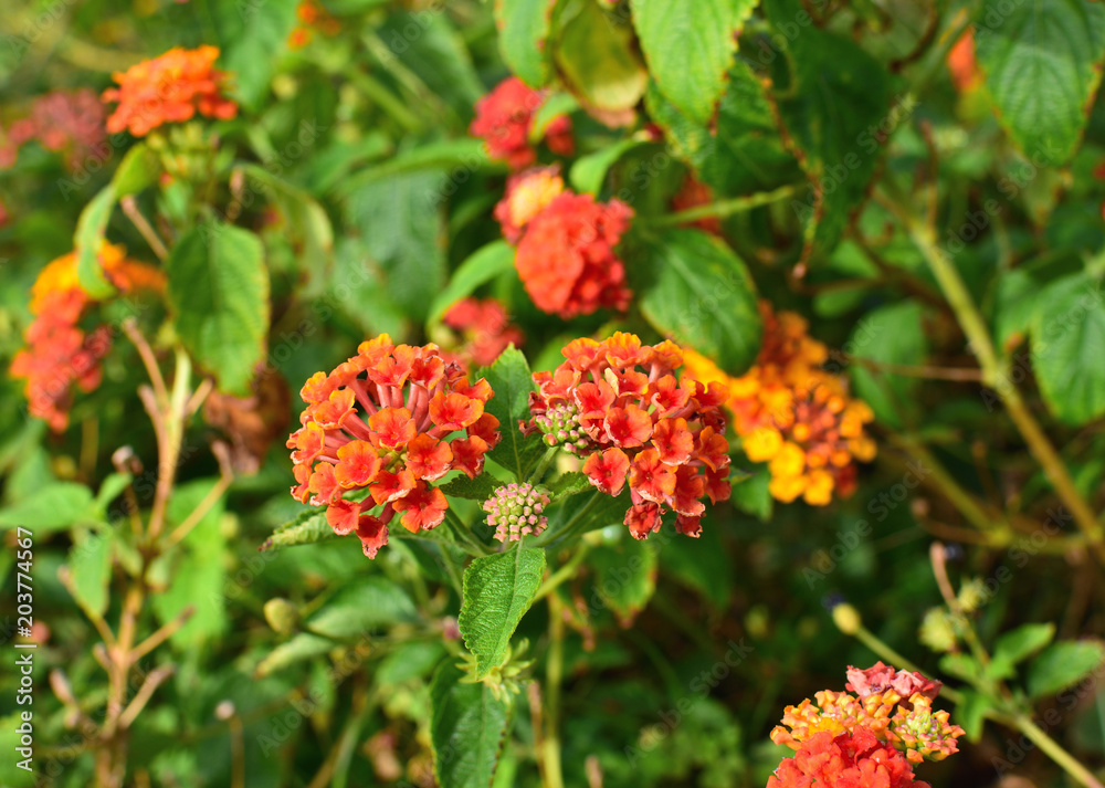 Closeup to Lantana Camara Flowers with Leafs Closeup to Lantana Camara Flowers with Leafs