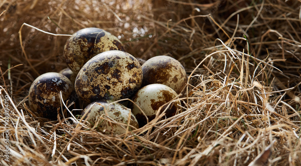 Conceptual still-life with quail eggs in hay nest, close up, selective focus Conceptual still-life with quail eggs in hay nest, close up, selective focus