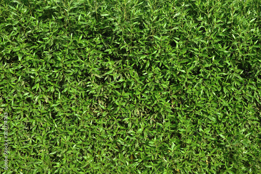 Green wall of natural leaves of ficus. Ecology background. Green wall of natural leaves of ficus. Ecology background.