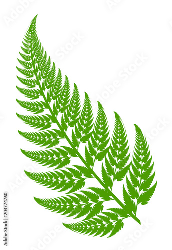 Fern leaf on a white background