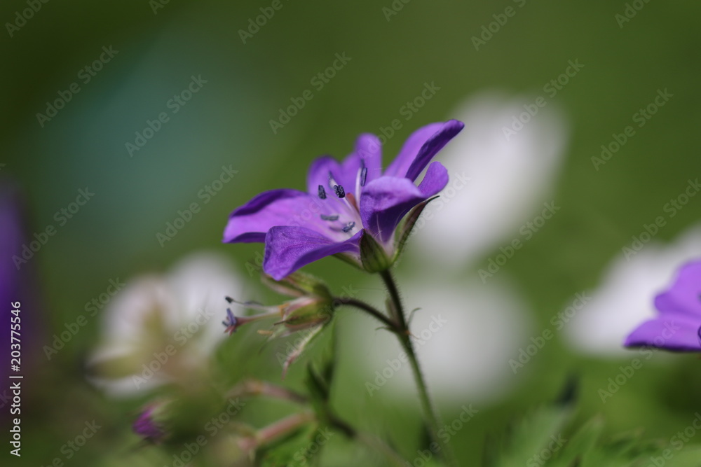 géranium géranium