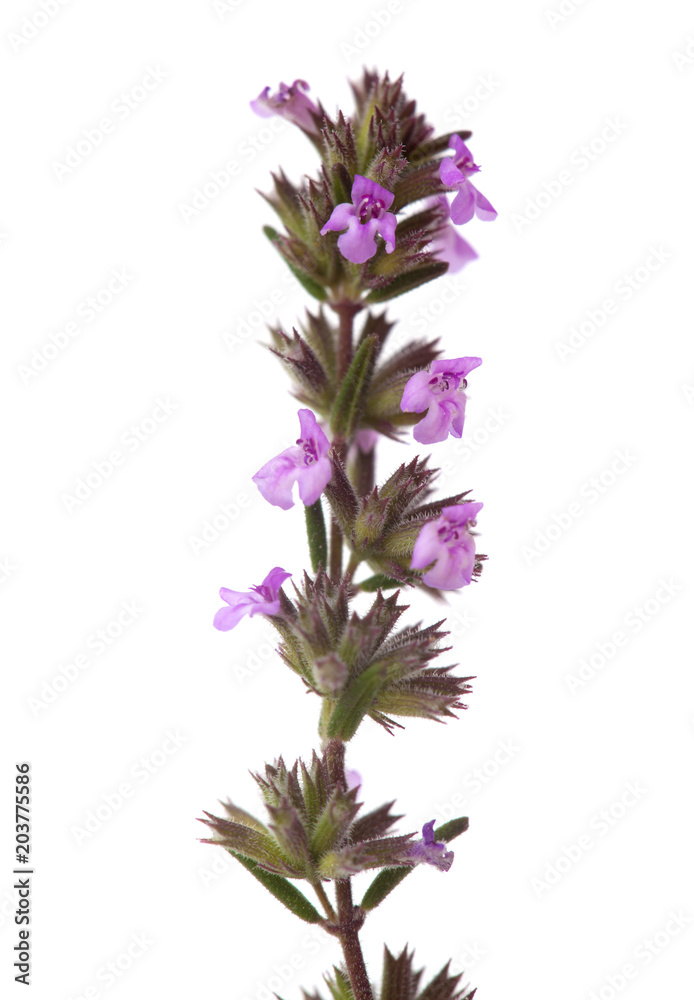 Flora of Gran Canaria -  Micromeria herb