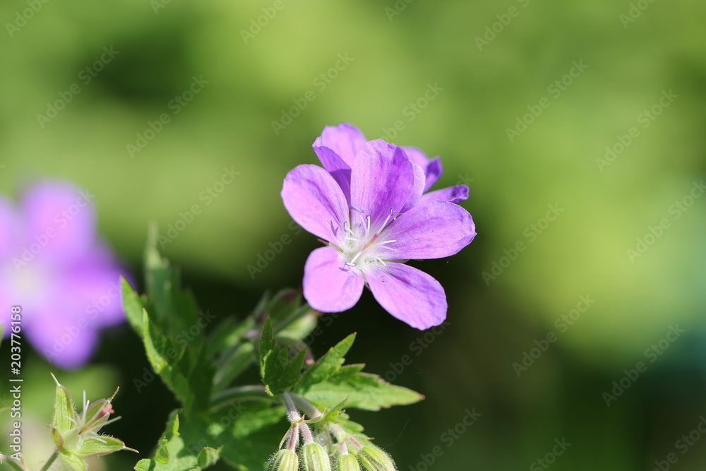 géranium géranium