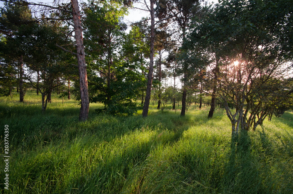 Sunset Or Sunrise In Forest Landscape. Sun Sunshine With Natural Sunlight And Sun Rays Through Woods Trees In Summer Forest. Beautiful Scenic View. Sunset Or Sunrise In Forest Landscape. Sun Sunshine With Natural Sunlight And Sun Rays Through Woods Trees In Summer Forest. Beautiful Scenic View.