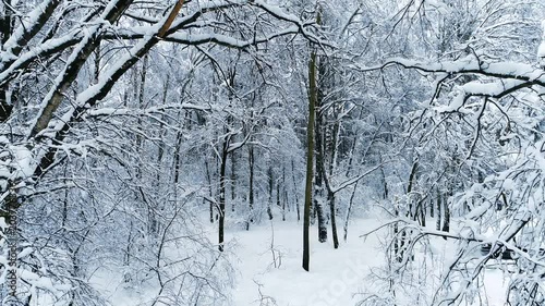 Wallpaper Mural Snowy branches in forest. Winter fairy background Torontodigital.ca