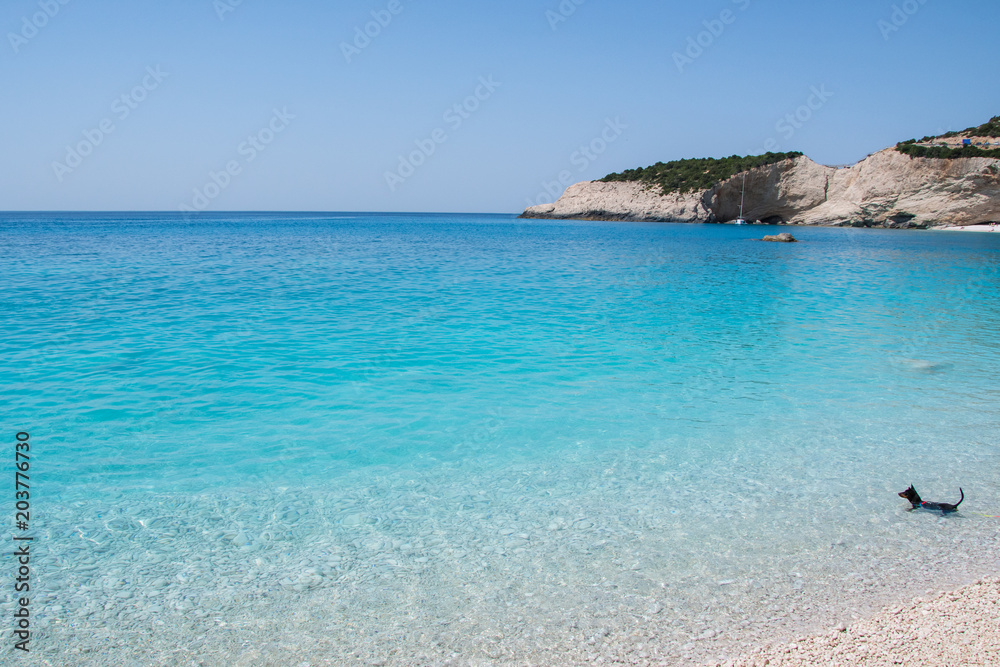 A small dog is swimming into the crystal clear turquoise sea waters of a pebble beach. Porto Katsiki beach in Lefkada ionian island in Greece