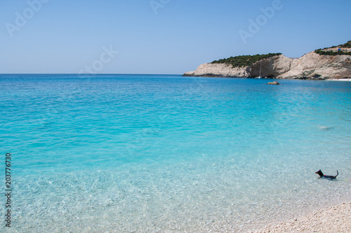 A small dog is swimming into the crystal clear turquoise sea waters of a pebble beach. Porto Katsiki beach in Lefkada ionian island in Greece