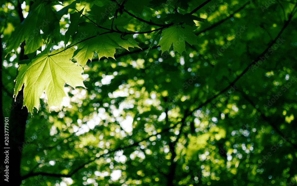 Beautiful green leaves. Maple leaf in the sun against a background of blurred background Beautiful green leaves. Maple leaf in the sun against a background of blurred background