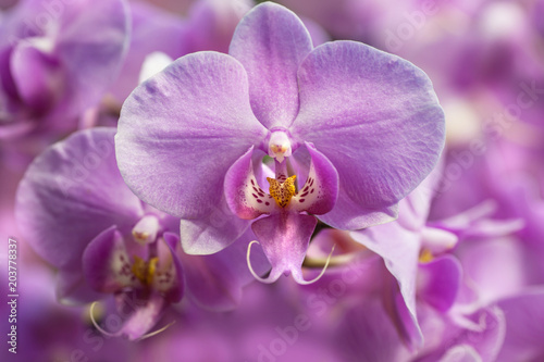 Purple  Moth Orchids closeup