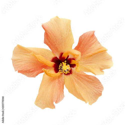 light orange hibiscus