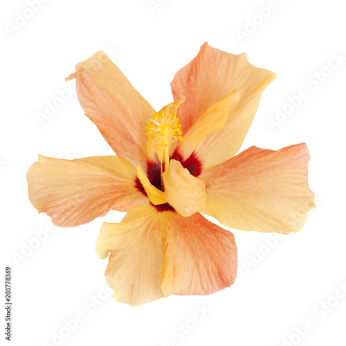 light orange hibuscus photo