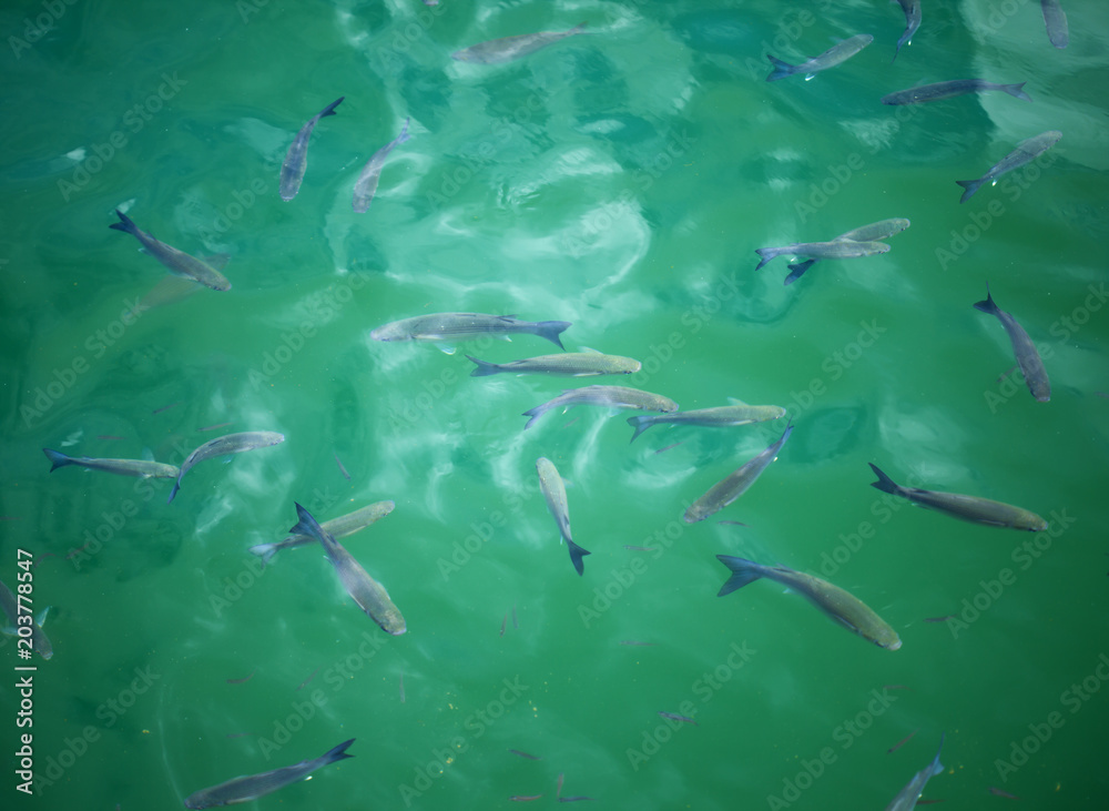 fish in water fish in water