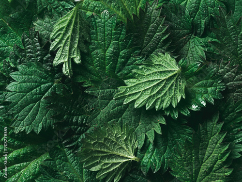 stinging nettle background texture  top view  close up