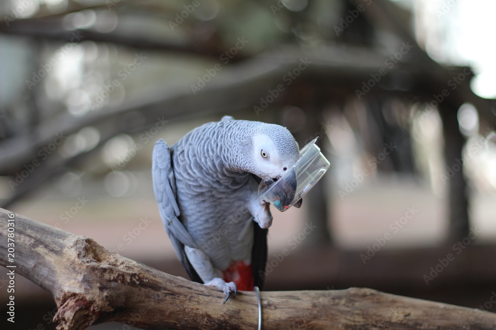 Fototapeta premium Black and white parrot eating On the branch