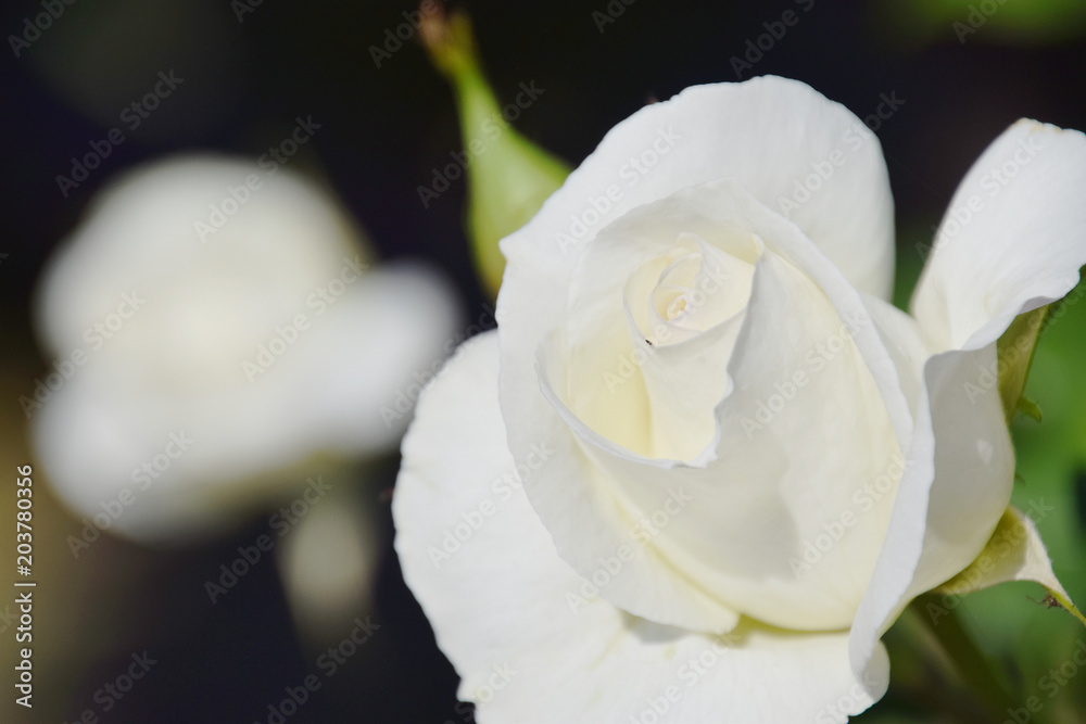 A Pearl White Classic Rose In English Rose Garden 英国式庭園のクラシックローズ パールホワイト クローズアップ Stock Photo Adobe Stock