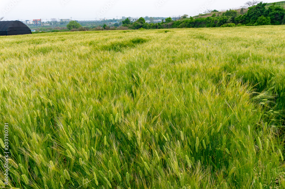 green barley field