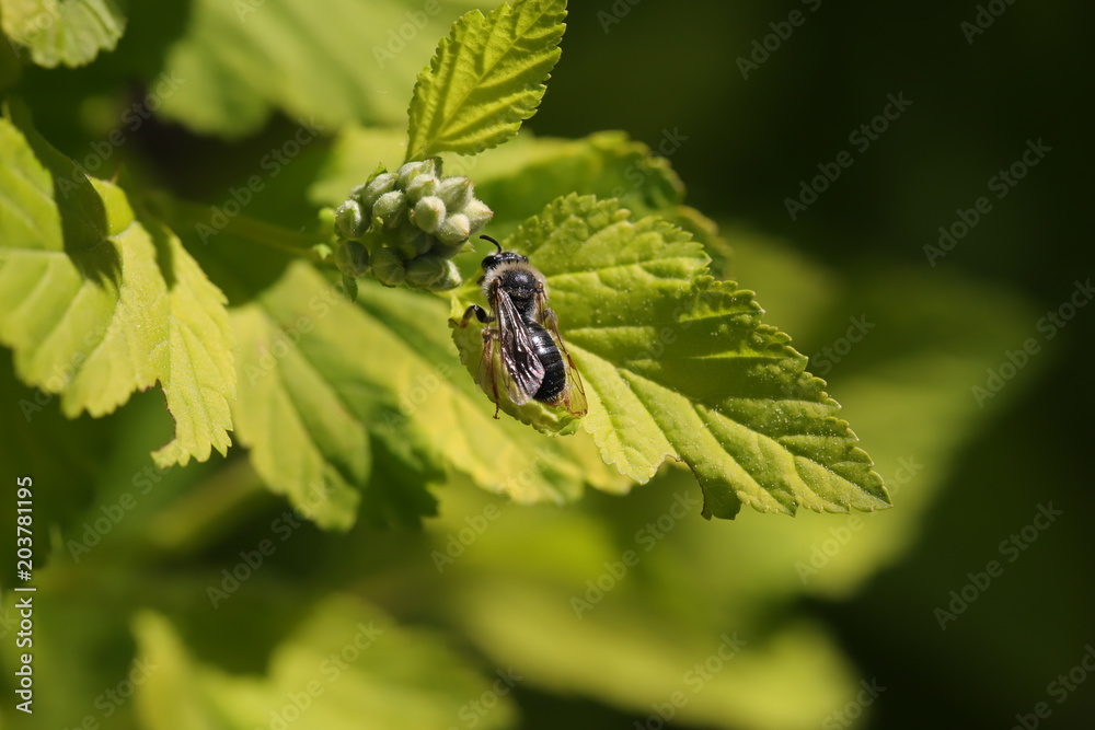 wild bee on green leaf