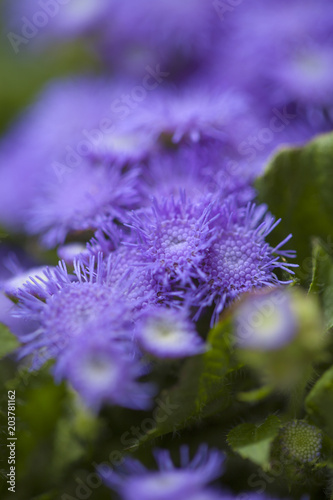 Ageratum conyzoides  billygoat-weed