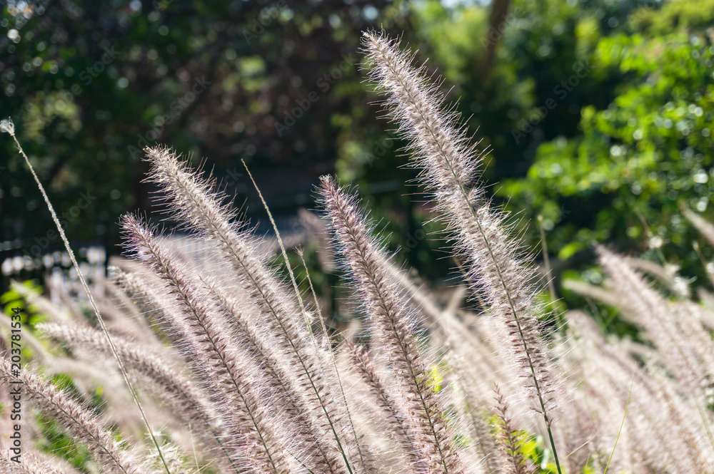 Obraz premium Fluffy grass background
