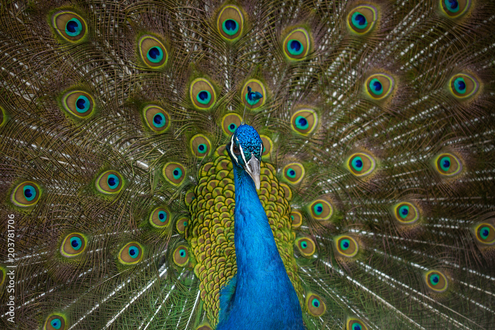 Fototapeta premium male peacock displaying