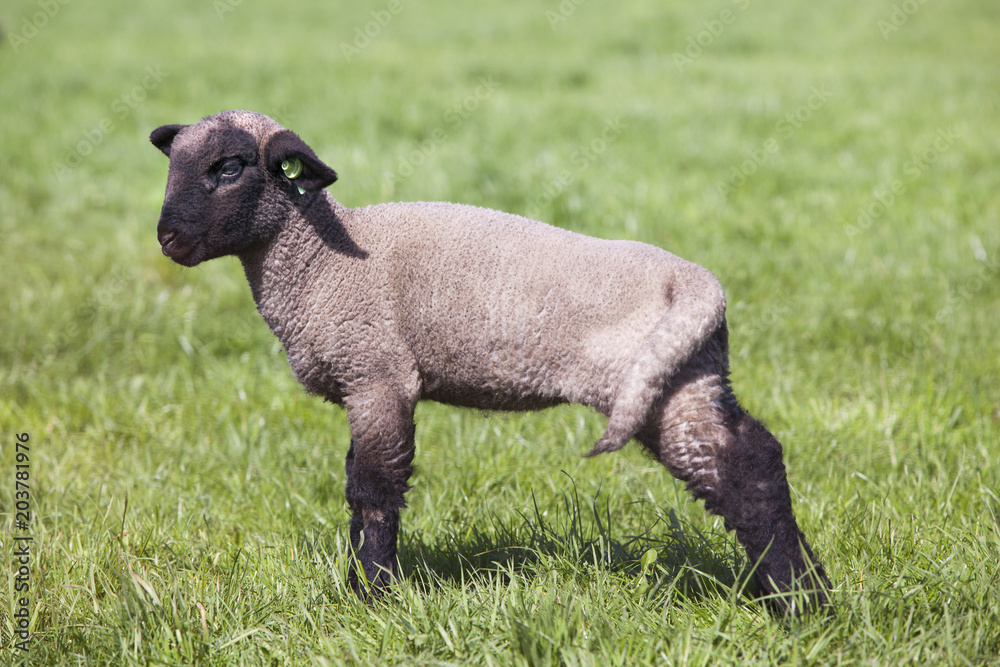 young beautiful lamb in green grassy meadow in peculiar posture young beautiful lamb in green grassy meadow in peculiar posture
