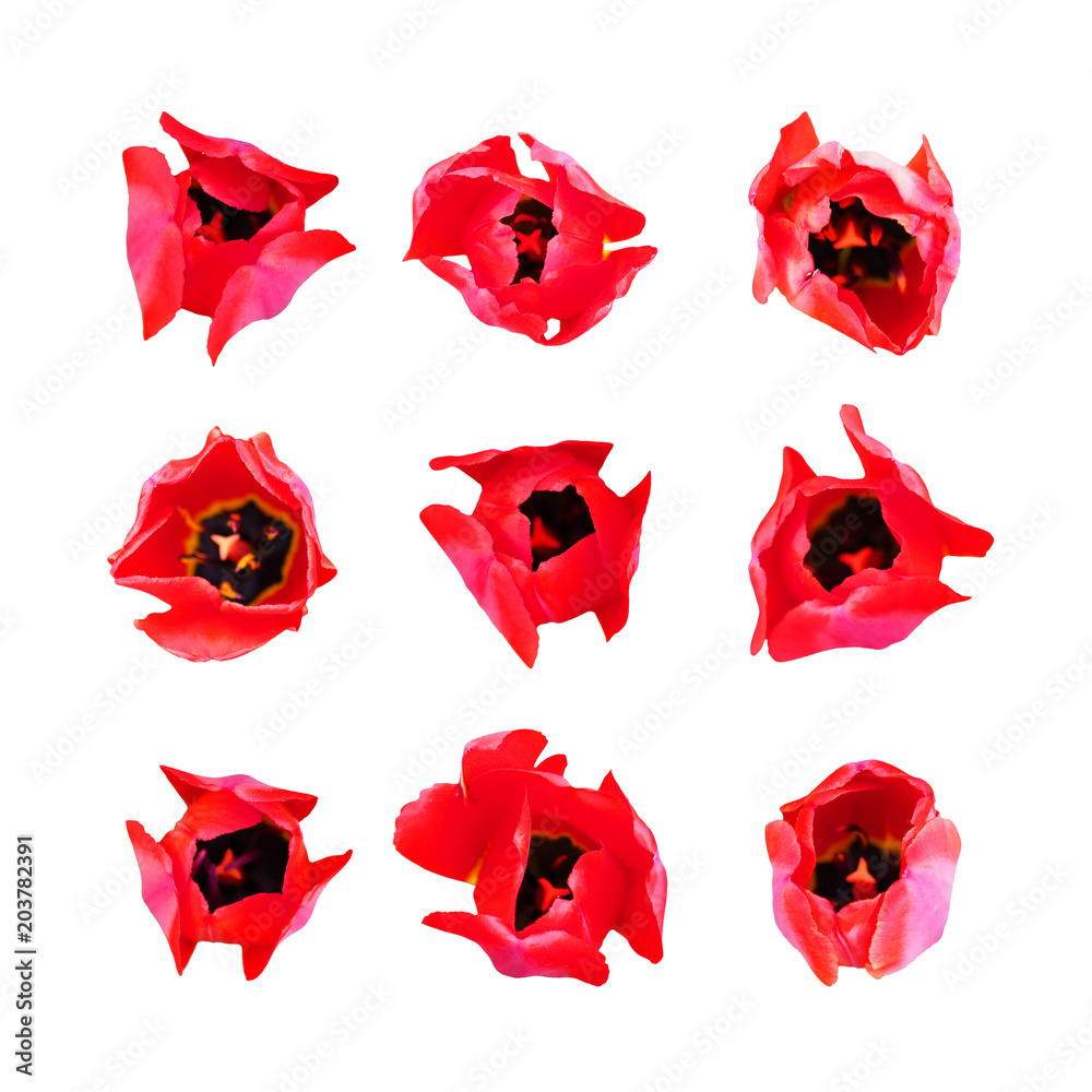 Fototapeta premium Collection of red flowers of tulips isolated on white background. Tulipa, family Liliaceae. Spring blooming perennial herbaceous bulbiferous geophytes