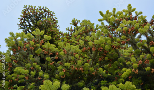 Green branches of pine seed