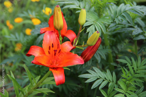 Macro photo of awesome orange flower with opened petals and four closed buds photo