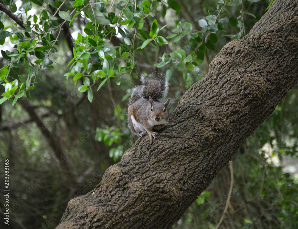 Curious squirrel in the golden gate park of san francisco Curious squirrel in the golden gate park of san francisco