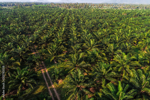 Aerial view of agricultural oil palm tree plantation field in morning