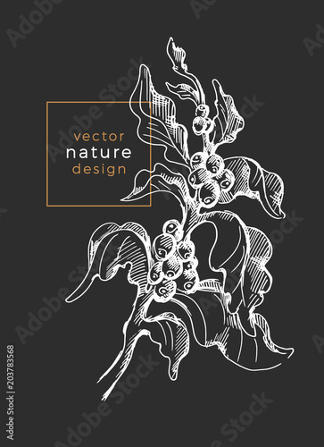 Vector coffee tree branch. Botanical hand drawn