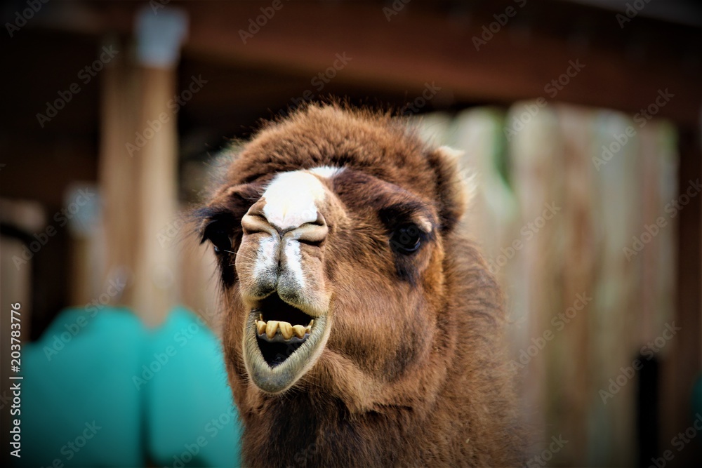 Funny Camel Face