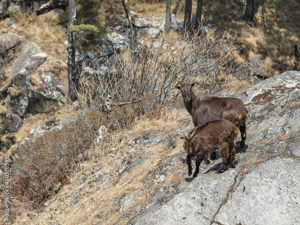 Wild goats on a rock in Khumbu region of eastern Nepal. Wild goats on a rock in Khumbu region of eastern Nepal.