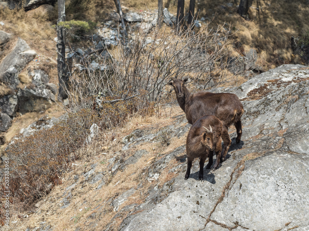 Naklejka premium Wild goats on a rock in Khumbu region of eastern Nepal.