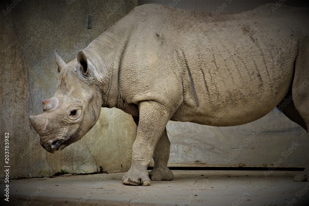 Fototapeta premium Strong Rhino Standing