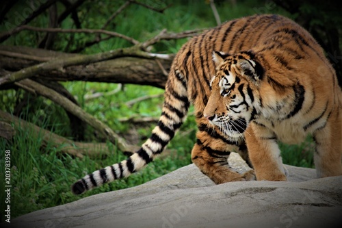 Tiger Hunting For Food