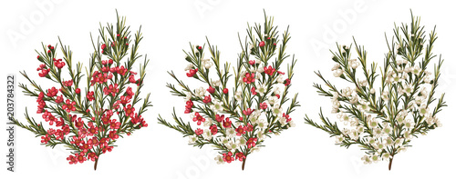 Chamaelaucium (waxflower) red and white flowers. Vector floral pattern set isolated on white. Beautiful watercolor element for banners, invitation, greeting cards, flyers