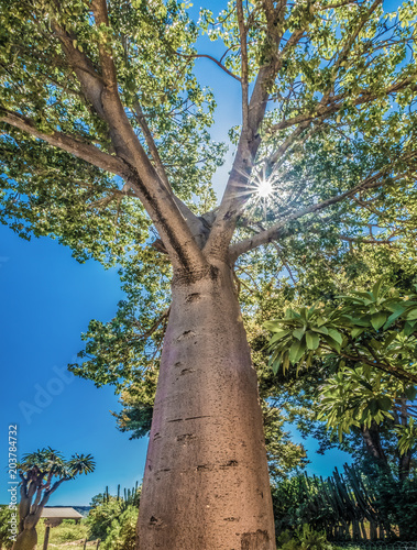 Baobab tree near the gates of the Isalo National Park, Ihosy in the Ihorombe Region of central south Madagascar. 