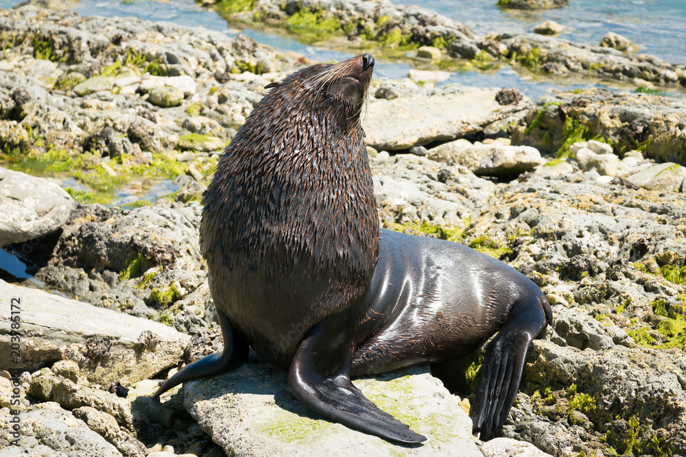 Fototapeta premium Śliczne foki na plaży Kaikoura, Nowa Zelandia zwierząt morskich