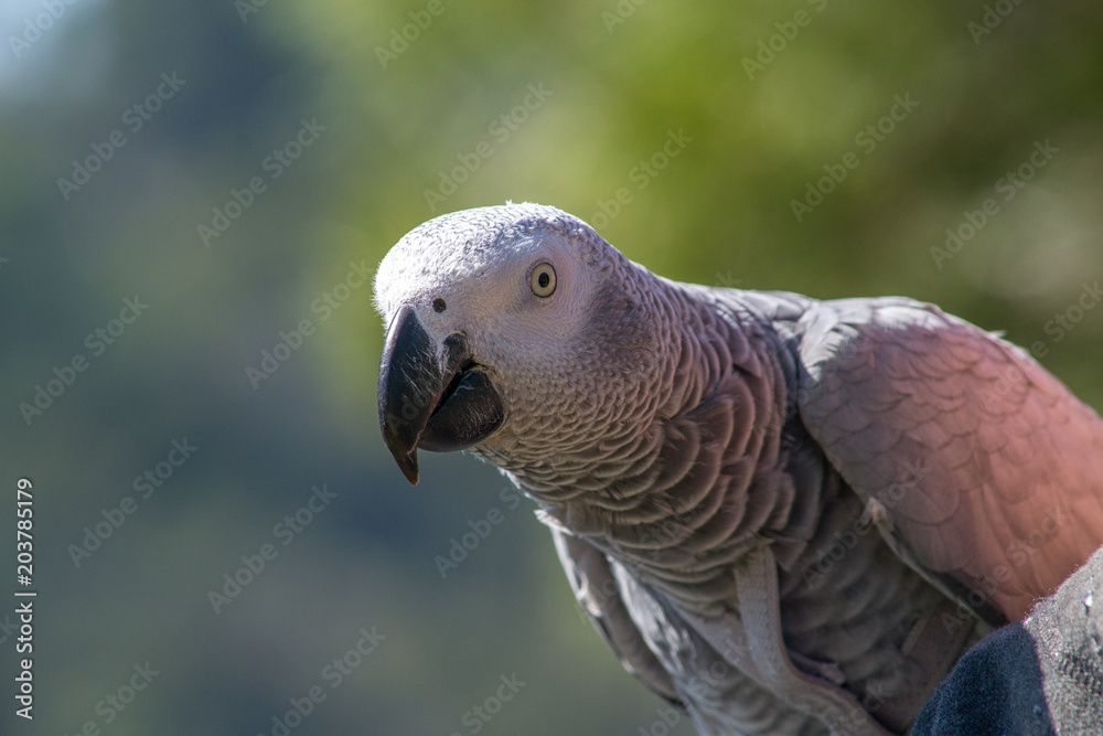 Obraz premium Parrot on a walk.