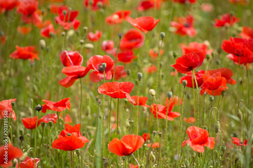 Beautiful poppies field. © alex_dancer