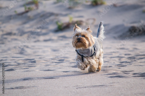 Yorkshire Terrier runs through the sand.