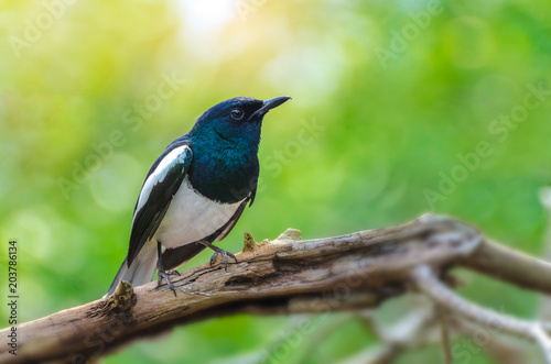 Bird Black and white Oriental magpie robin Birds fly Blurry background, natural green © sarayut_sy