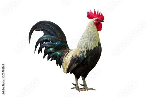 Fotografie, Obraz rooster Black and white Isolate Hen